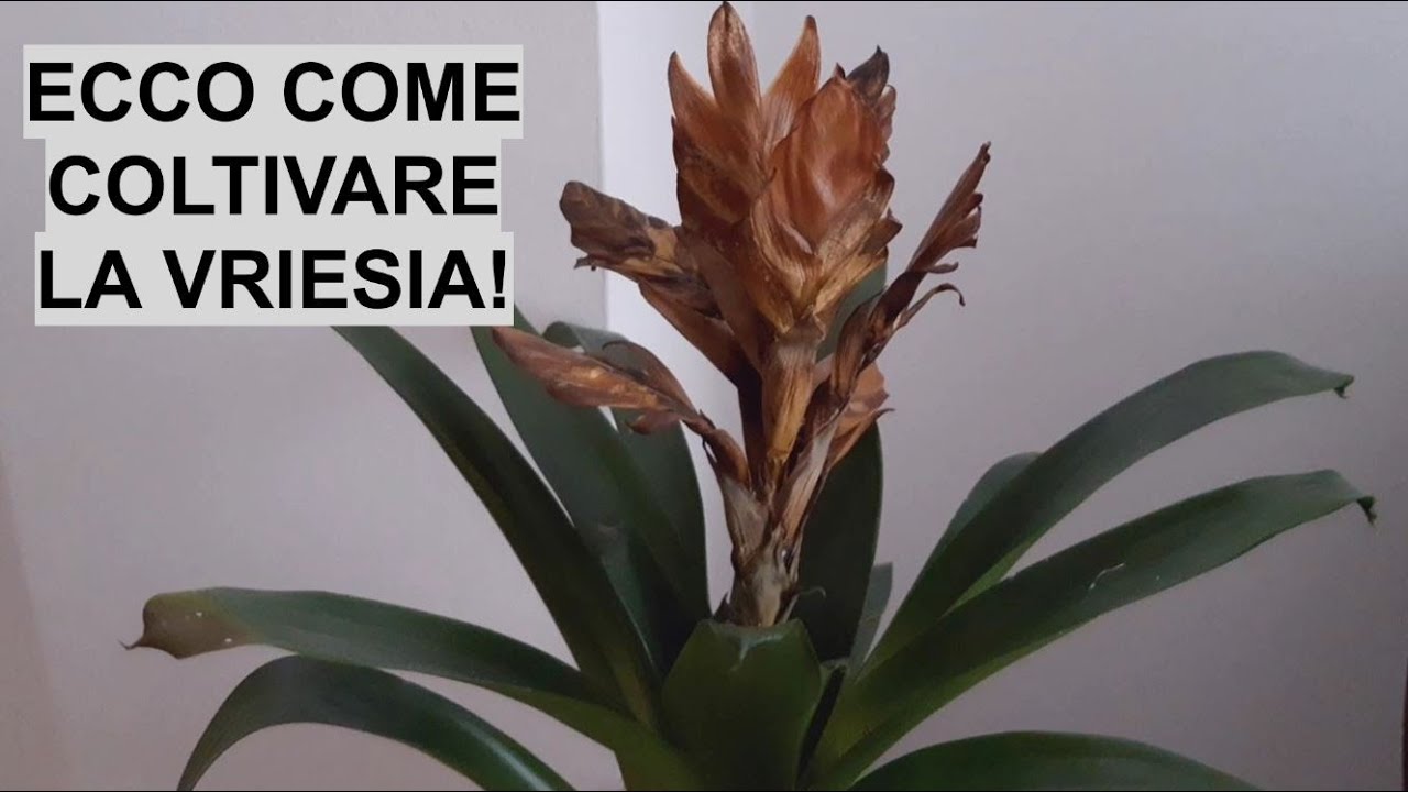 COLTIVARE LA VRIESIA: guida completa! - W&A Gardens: giardinaggio ed orticoltura