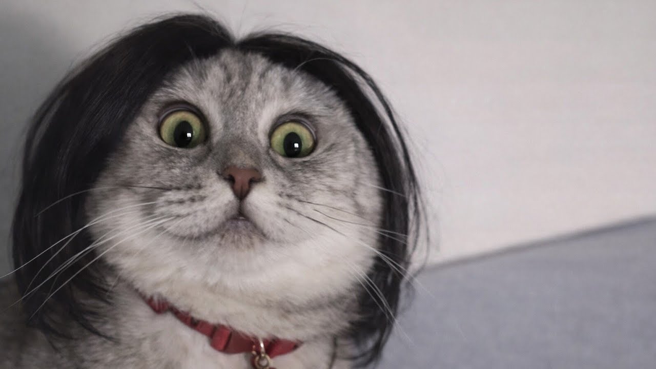 “Tell me you’re an animal lover without telling me 😭🐾”#funny 