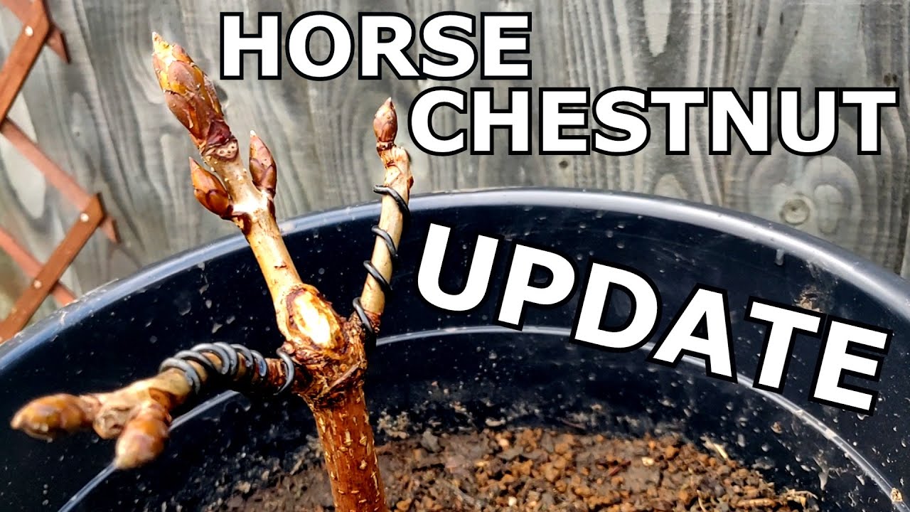 Horse Chestnut Bonsai UPDATE - potting, wiring, pruning, shaping - Frame Nature