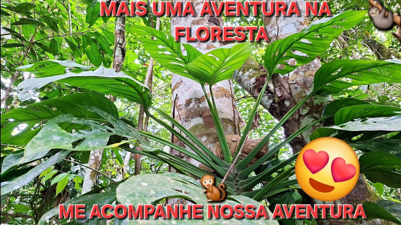 O final da aventura @destacar_ #plantas #jardim #natureza #plants 