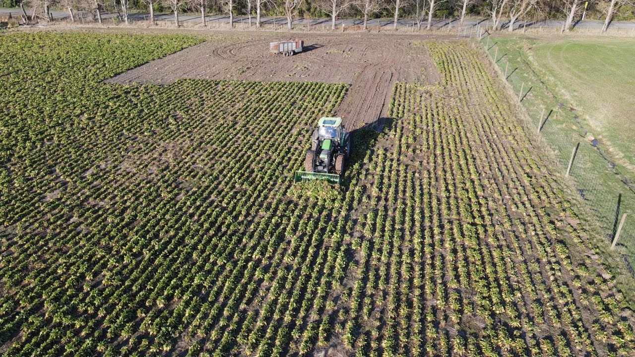 Lockdown 2.0 Day 1.... Farming with girls and harvesting fodder beet.