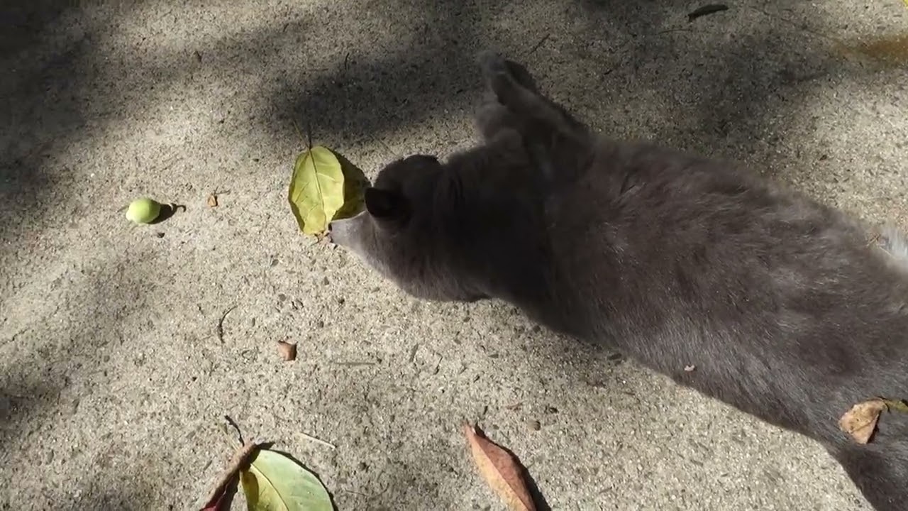 【Cat Video】 meowmeow Happy #cat  #cats  #cute