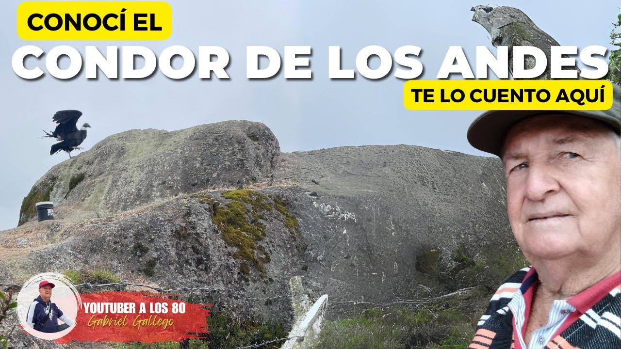 COSAS que debes saber para el AVISTAMIENTO del Condor en Purace CAUCA | Aquí te cuento.