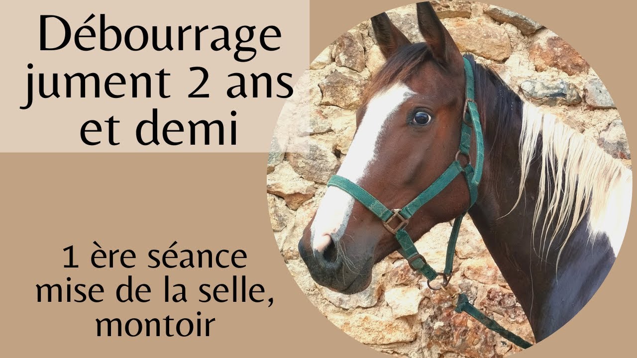 Débourrage jument 2 ans et demi, 1 ère mise de la selle, montoir