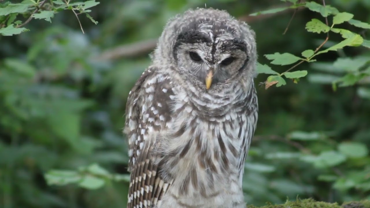 Fluffy barred owl fledgling watches creek