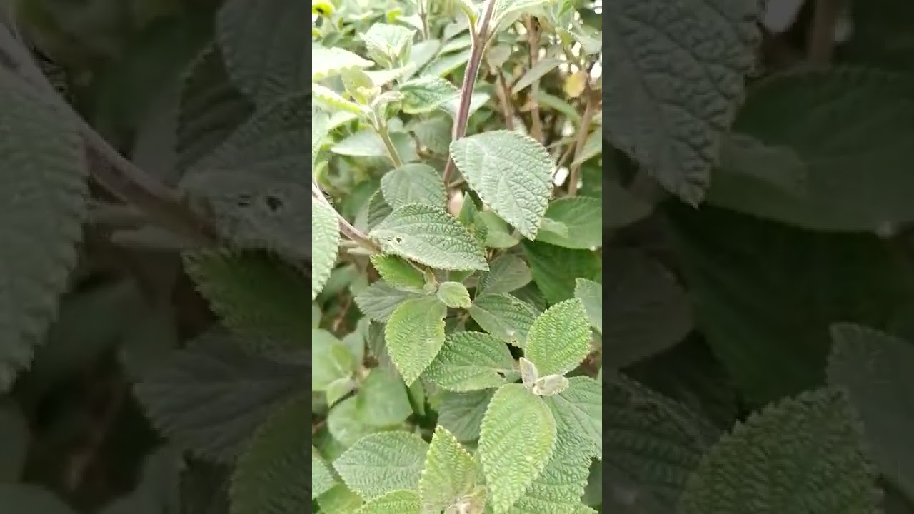 Salvia santa Arom&aacute;tica. #plantas curativas #plantasdecasa #plantasaromaticas.