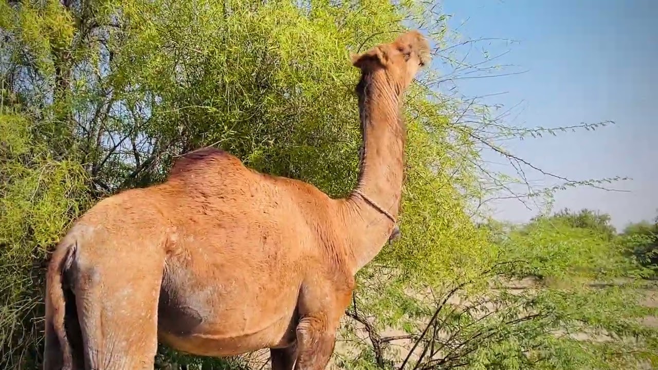 How camel actual stand for food in desert!