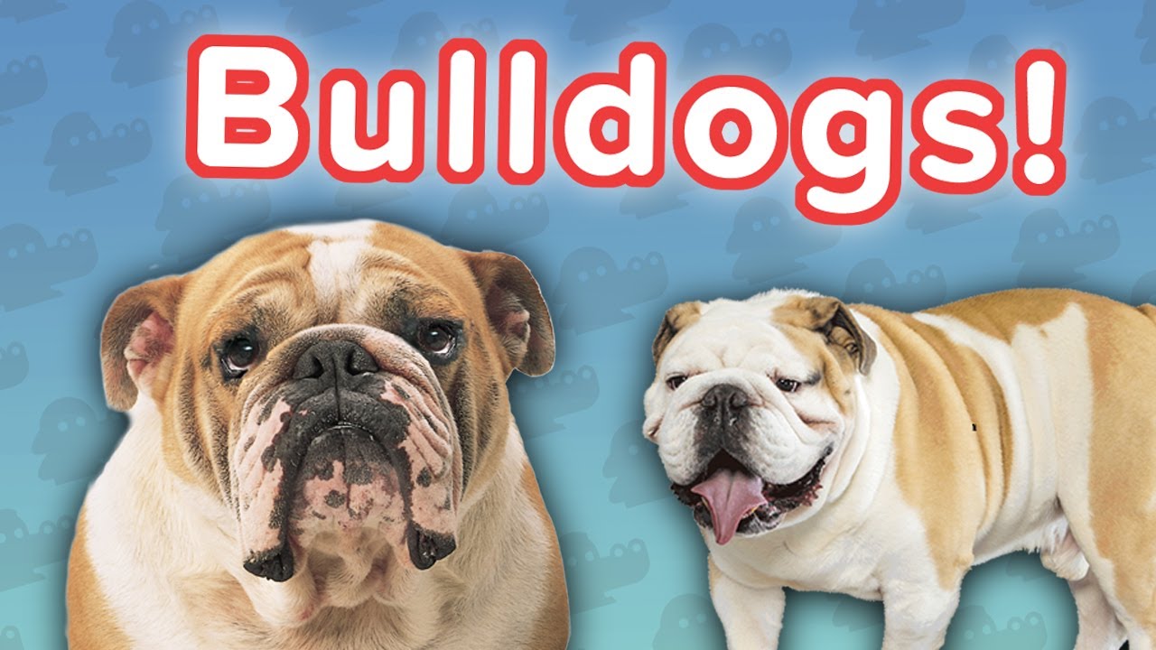 Bulldogs Are Awesome! // Funny Animal Compilation