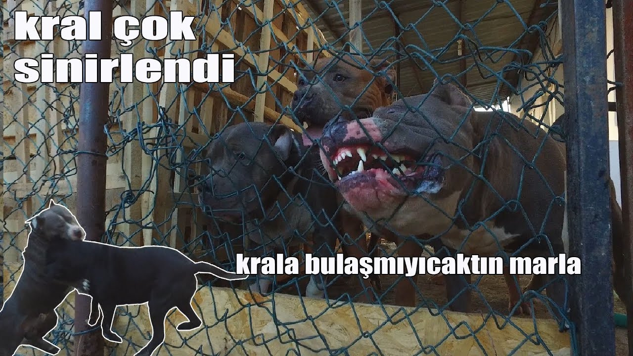 KRALA KAFA TUTAN CANE CORSO TASMAYI KOPARINCA KIYAMET KOPTU