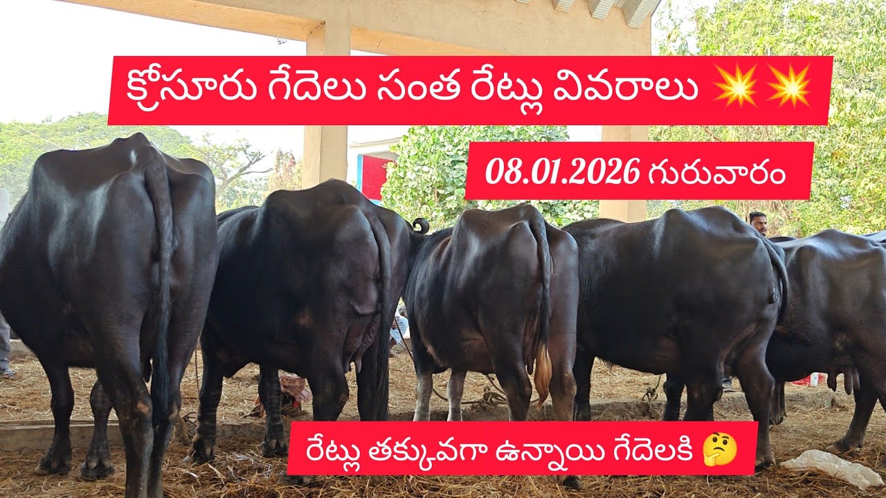 08.01.2026 గురువారం క్రోసూరుగేదెలు సంత || రేట్లు వివరాలు...
