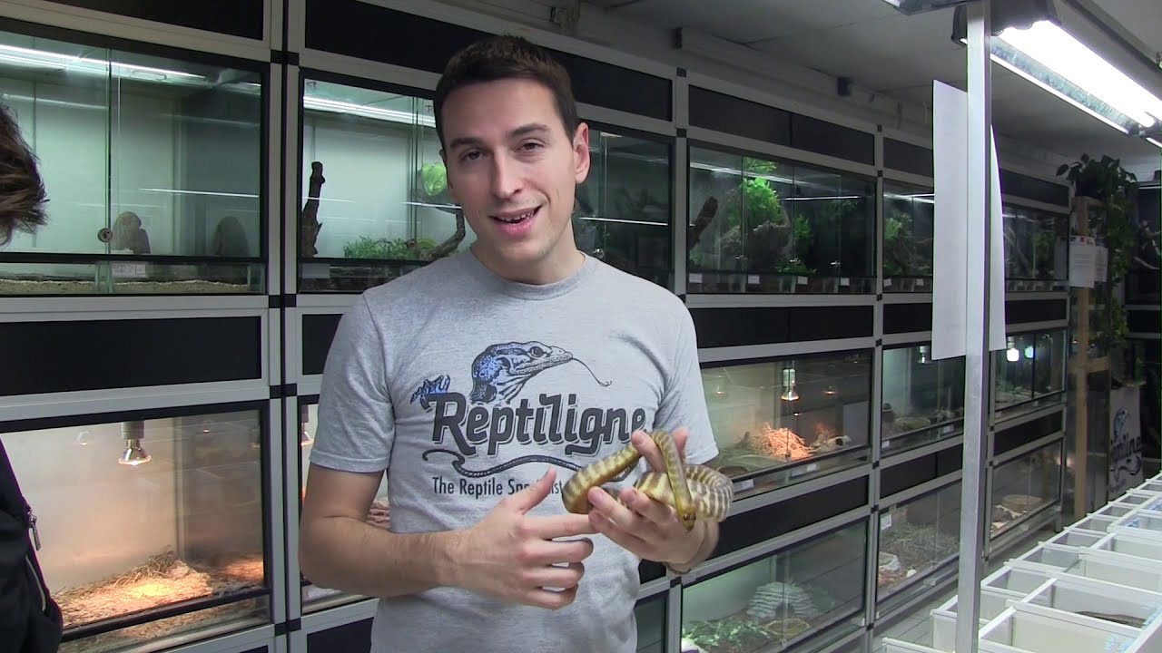 SOS P'tites Bêtes au Boïday 2018 + Présentation: Morelia carinata, Gerrhosaurus major et Aspidites
