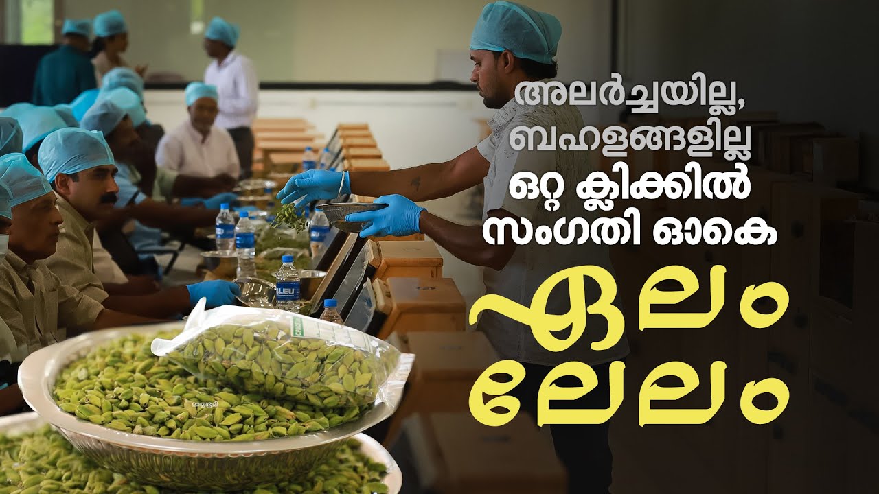 കംപ്യൂട്ടറിനു മുന്നിലേക്ക് നിര നിരയായി വീഴുന്ന ഏലം;  ഒറ്റ ക്ലിക്കില്‍ OK | Cardamom Auction