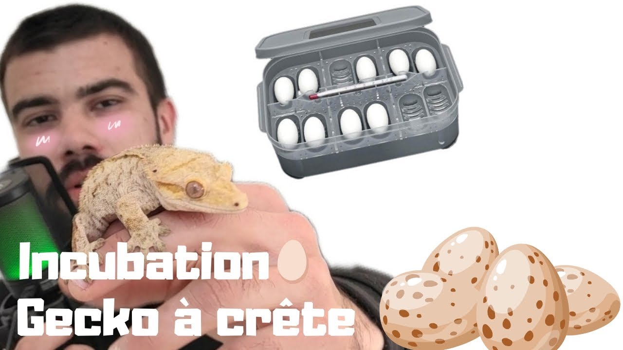 Incubation chez les Geckos à crête !