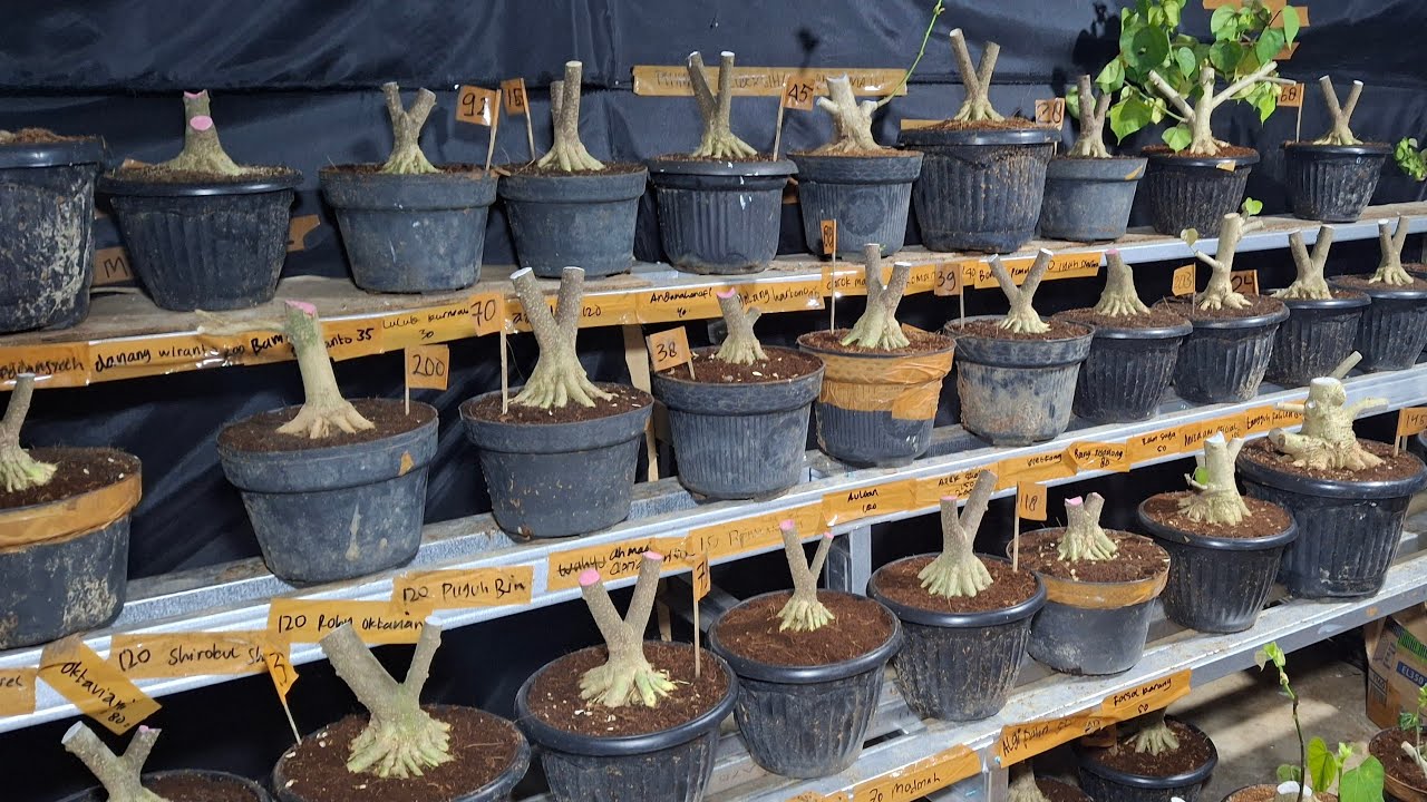 🔥POHON BONSAI OBRAL MURAH!!! AYOK MASUK DI LUAR ADEM