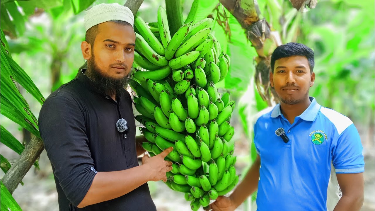 সাগর কলা বাম্পার ফলন, কলা গাছে শুরু থেকে শেষ পর্যন্ত পরিচর্যা করা হয়, কলা গাছে কি কি স্প্রে করা হয়