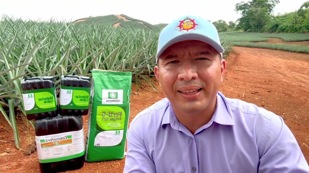Como ganar peso en menor tiempo con la planta de piña antes de forzar
