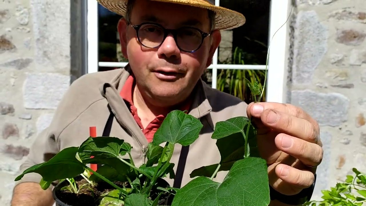 semis et culture de chayotte 2, christophine  conseils de culture et de taille, Sechium edule