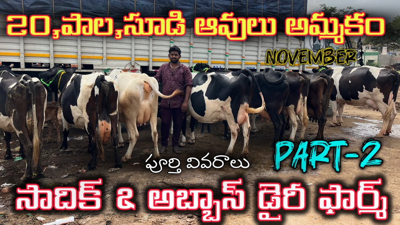 Cell : 90000 63852 / 63040 81166 / 76740 80504 సాదిక్ & అబ్బాస్ డైరీ పుంగనూరు #cow 