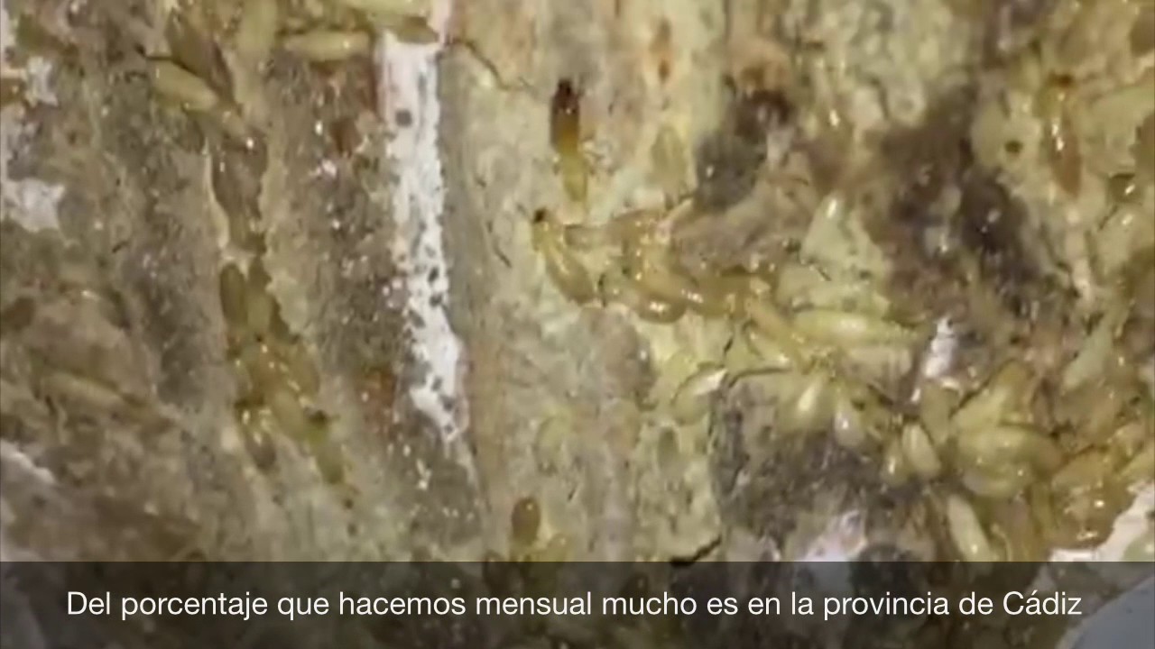 Tratamiento de termitas