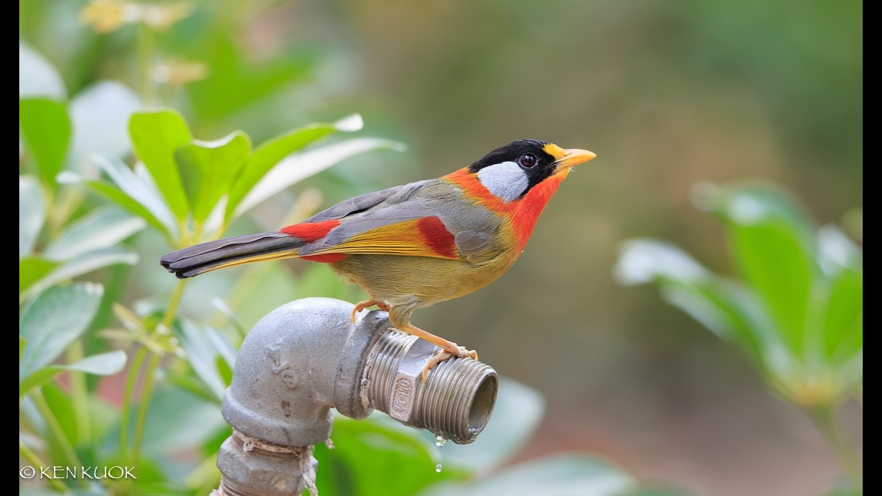 銀耳相思鳥喝點水