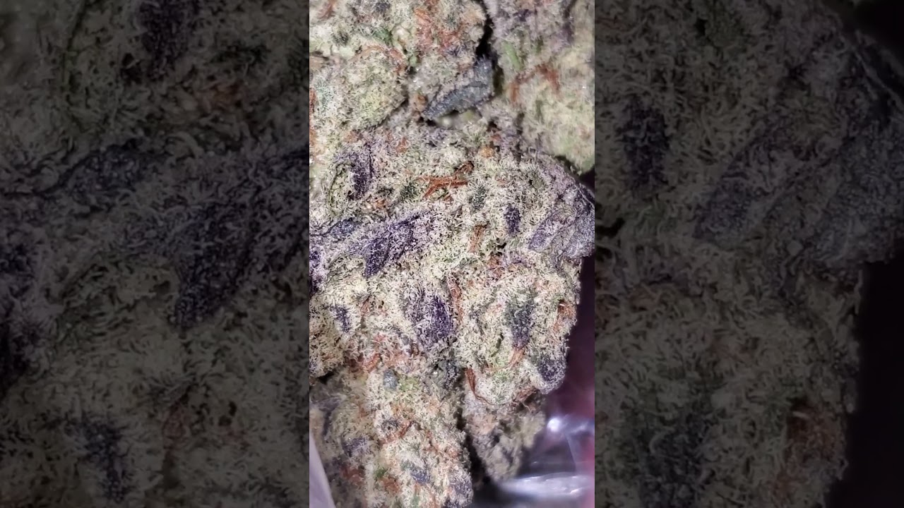 Strain of the Day: Blue Cookies