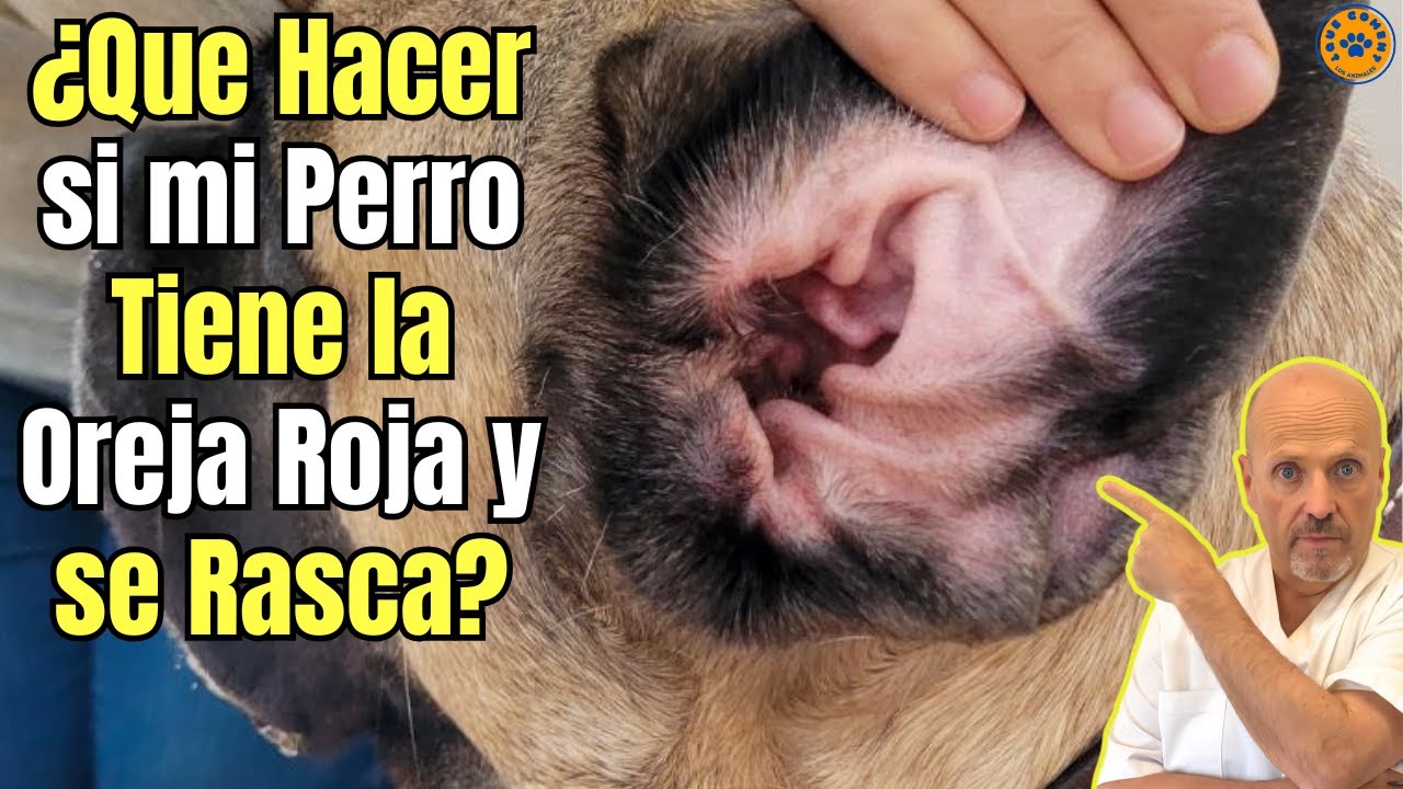 🆘 MI PERRO TIENE LA OREJA ROJA Y SE RASCA ¿QUE PUEDO HACER? 🆘
