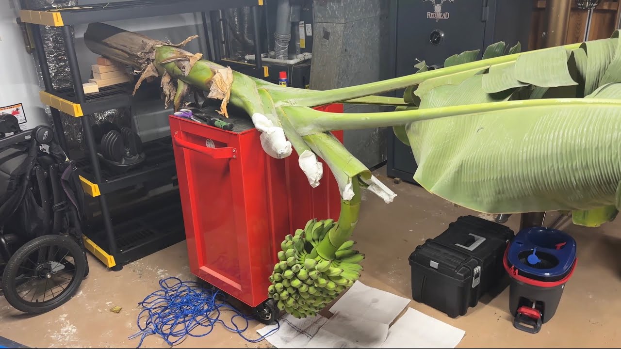 Bringing the Bananas Inside to Ripen