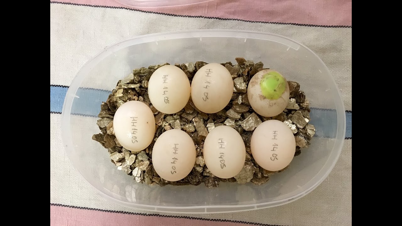 Raccolta uova Testudo hermanni