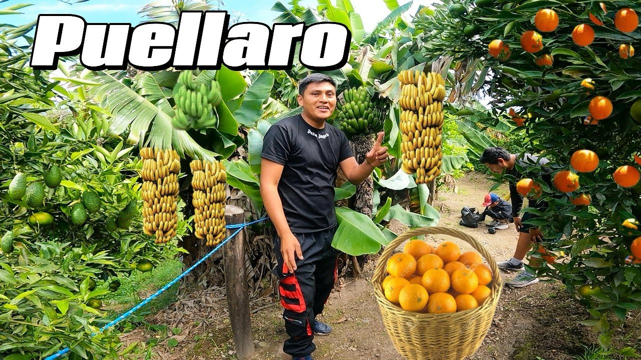 Todas las frutas 🍋 🥑🍅se dan en su 👩‍🌾finca es el paraíso  escondido Puellaro -Ecuador
