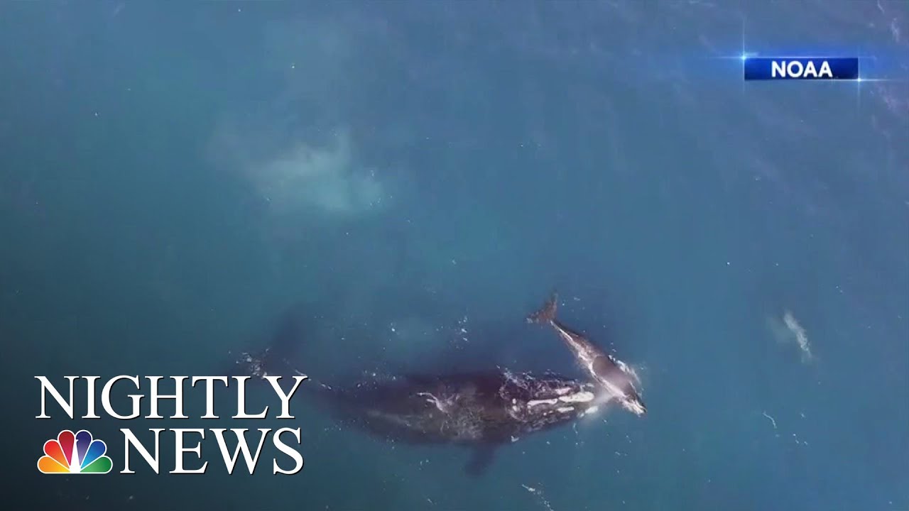 Scientists Warn Seismic Testing For Oil And Gas Puts Marine Life At Risk | NBC Nightly News