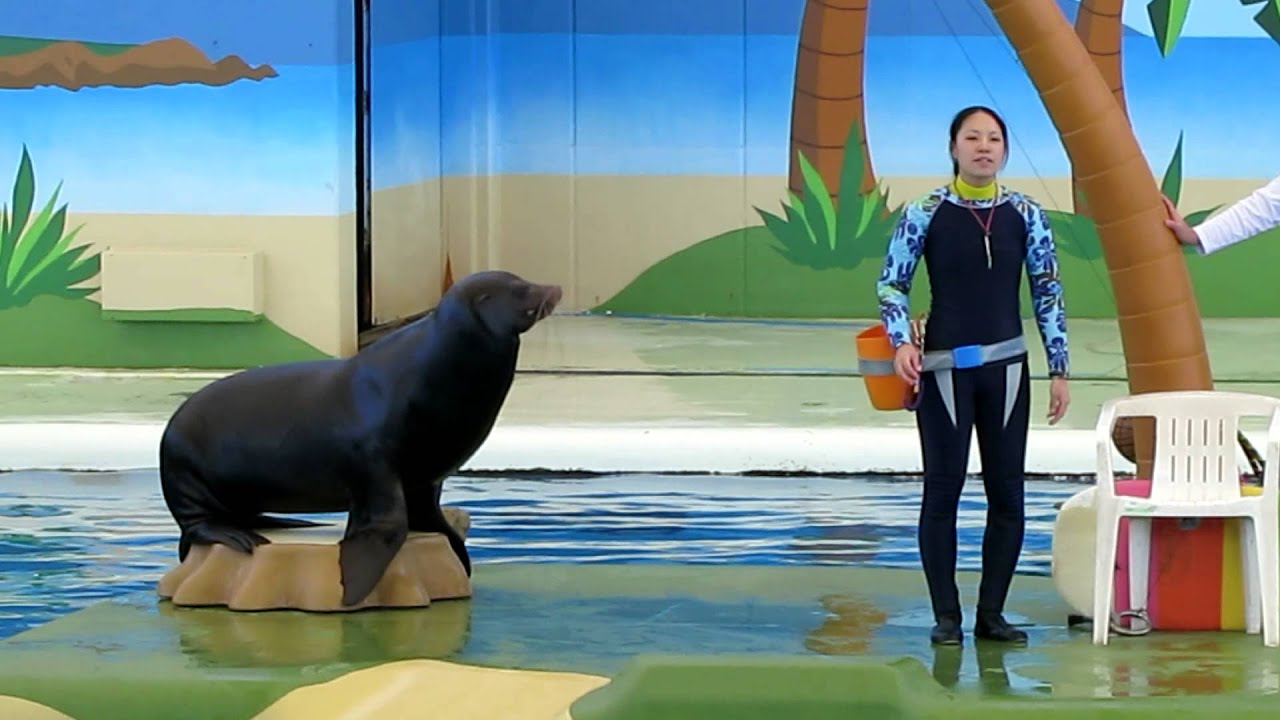海象、海獅與海豹