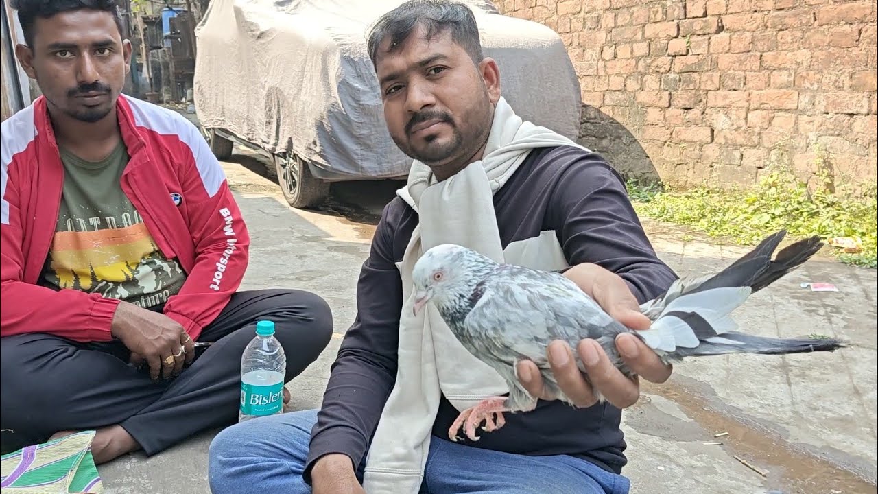 Galiff street pigeon market kolkata || kolkata pigeon market video 