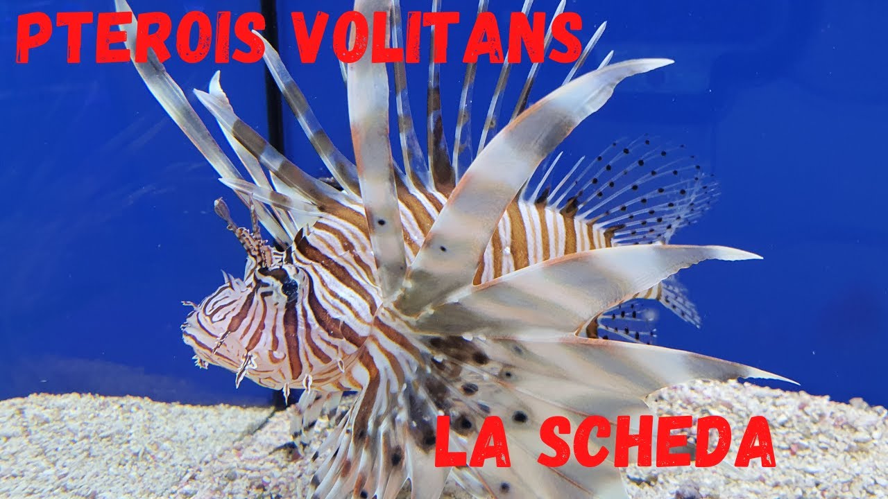 PTEROIS VOLITANS - La scheda sul pesce scorpione