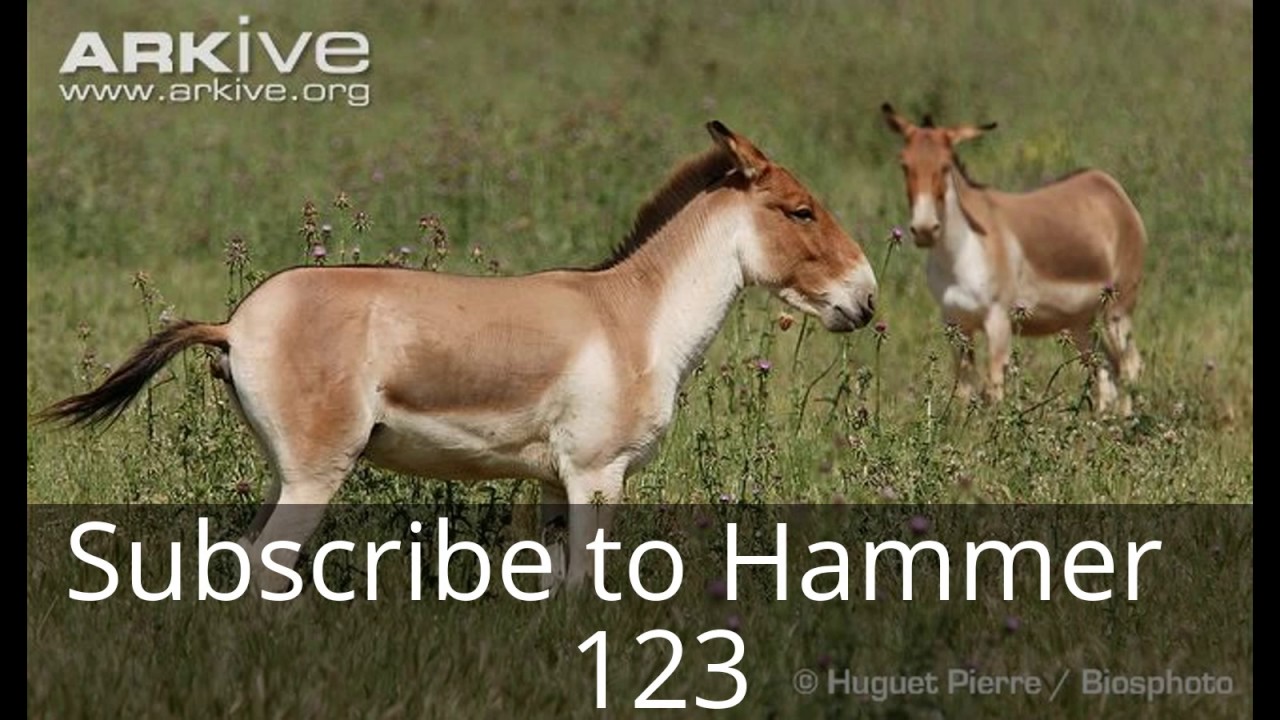 Arkive A-Z Animals