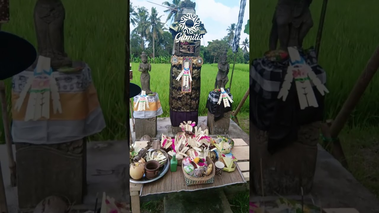 The Beauty of a Classic Temple Amidst Bali's Rice Fields #shorts #explorebali