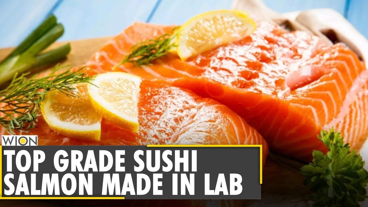 Salmon that doesn't come from ocean | Salmon from laboratory | Marine ecosystem | English News