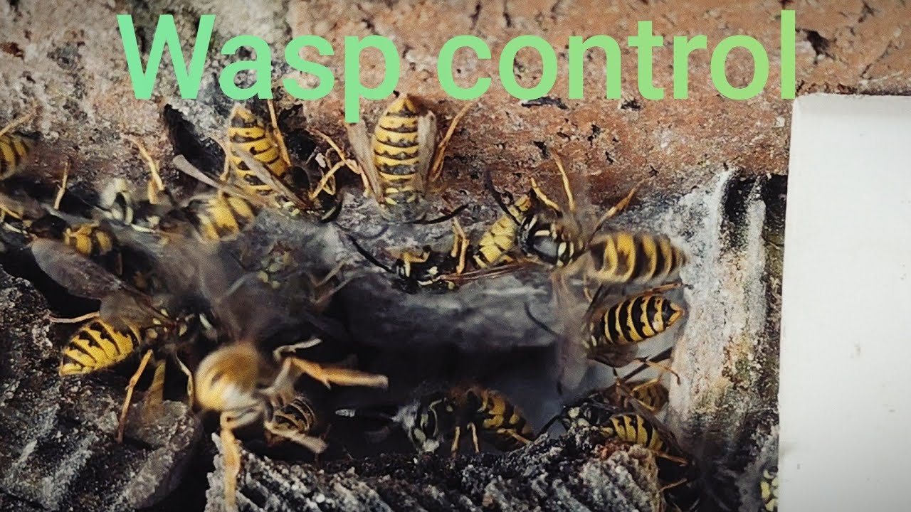 Aggressive wasp nest treatment.