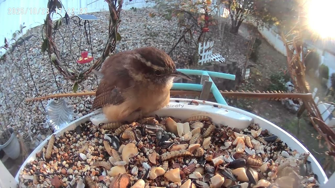 A wren with an injured foot