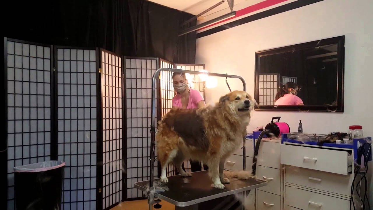 De-shedding: Blow Out