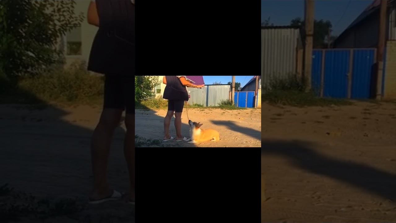 Сириус маджорис ченжел мери