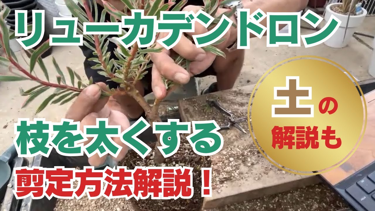 【切り抜き動画】リューカデンドロン枝を太くする剪定方法解説！