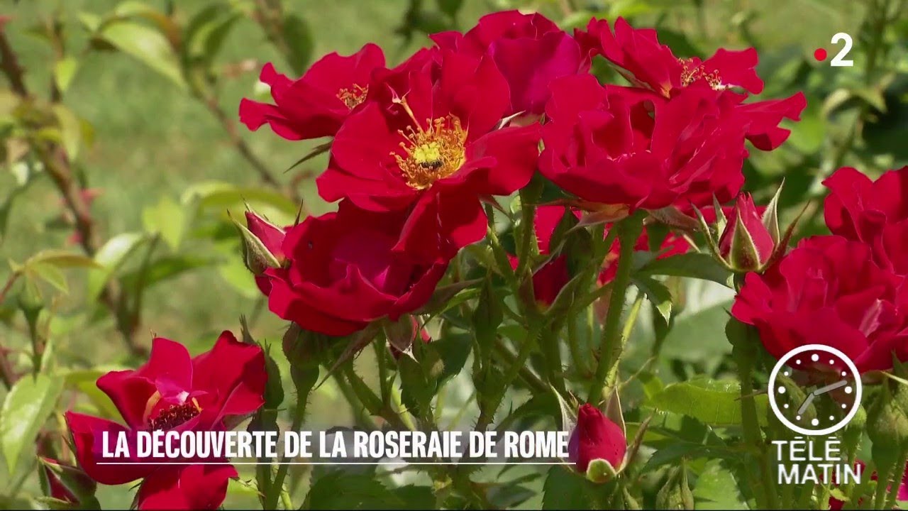 Sans frontières - Rome  :  la roseraie de la ville