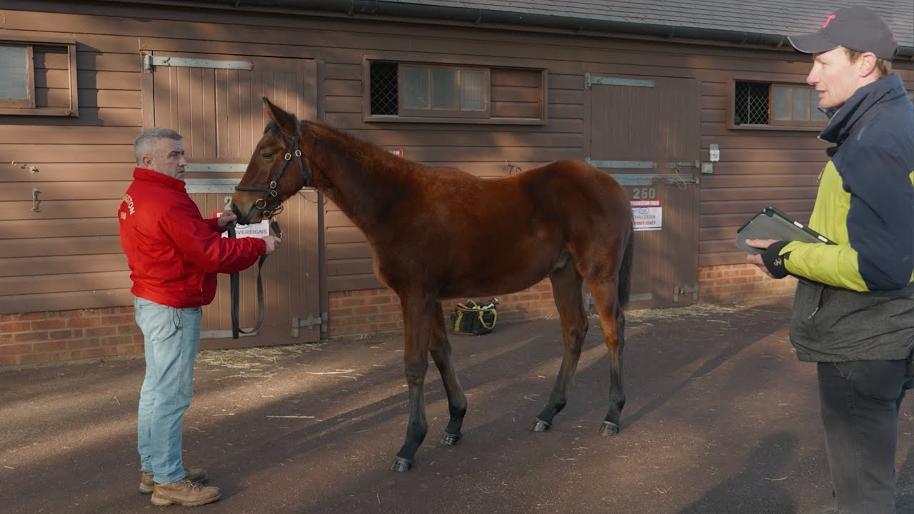 What to look for in a foal