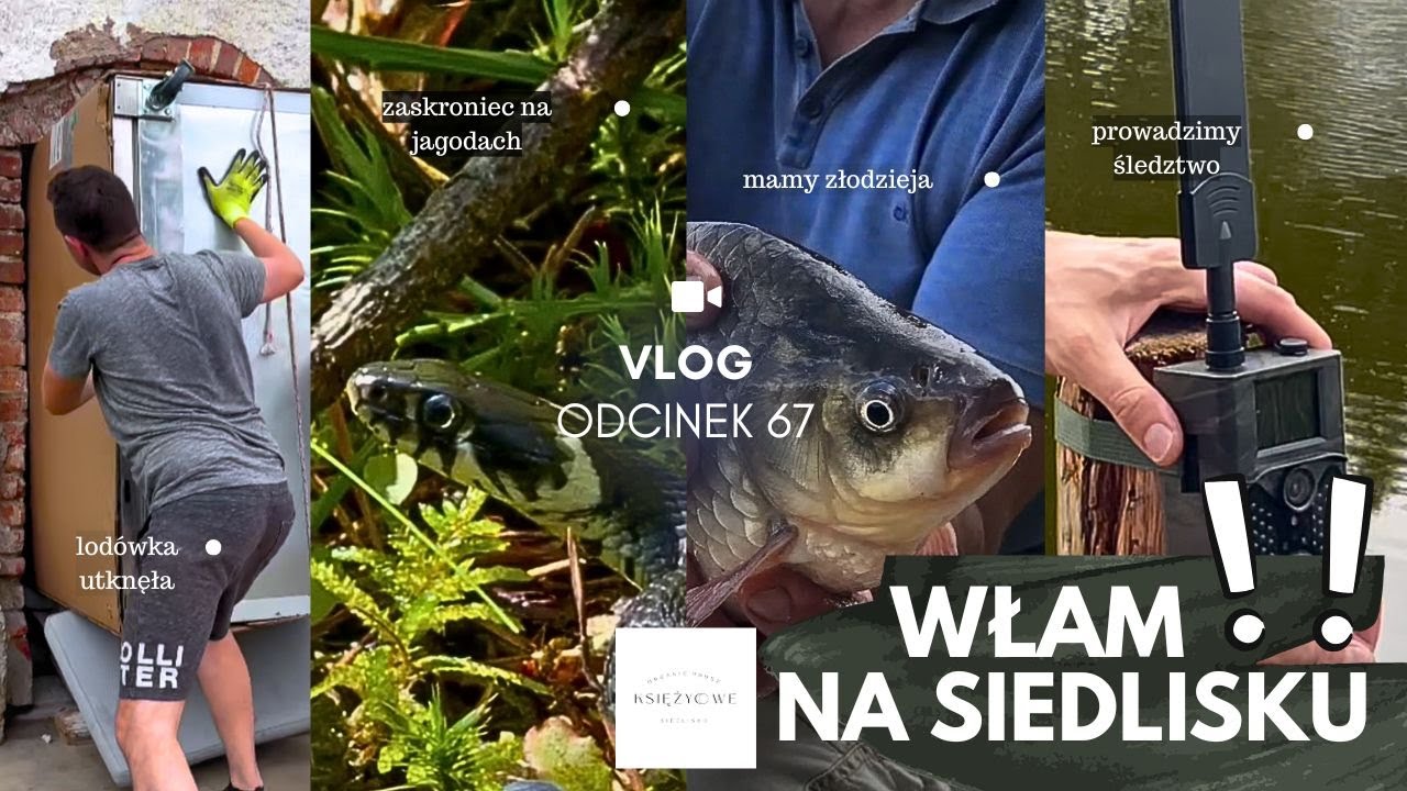 ODCINEK 67: KTOŚ U NAS KRADNIE ... WŁAMANIE NA SIEDLISKU🤬🪓🕵️‍♂️
