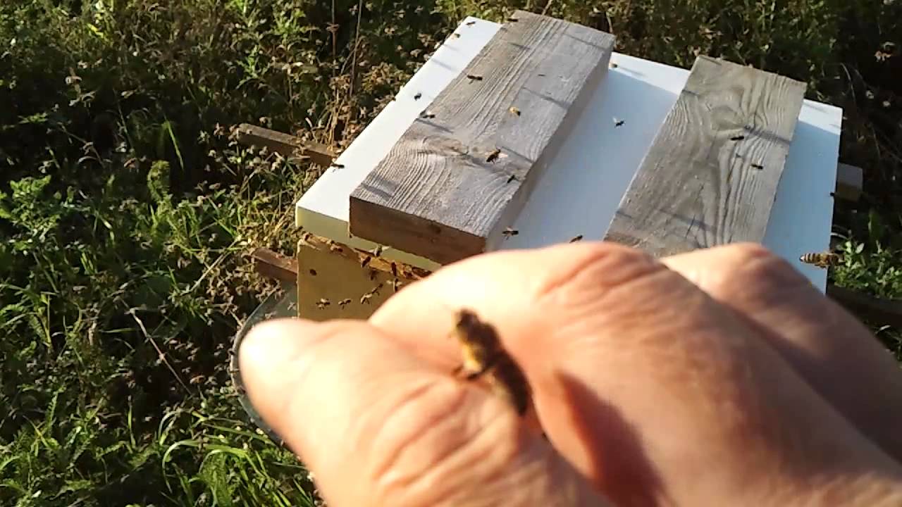 Koriai islaizymui (bites)