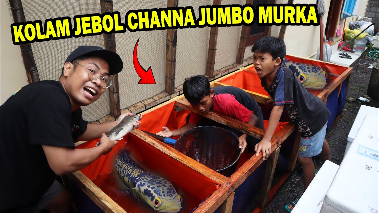 KOLAM HANCUR?? IKAN CHANNA JUMBO MARAH NGAMUK DI KOLAM TARPAL BOS BOS QU