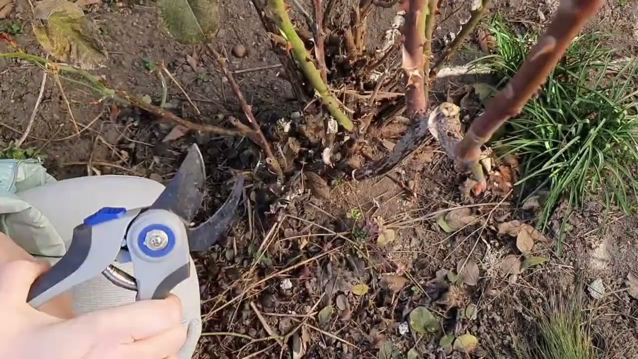 Öreg rózsatő tavaszi metszése - ezekre kell figyelni