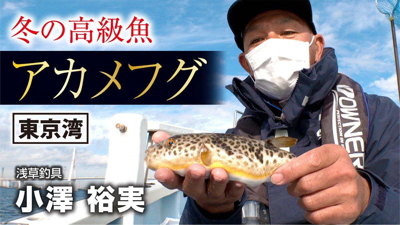 冬の高級魚アカメフグを釣る・東京湾