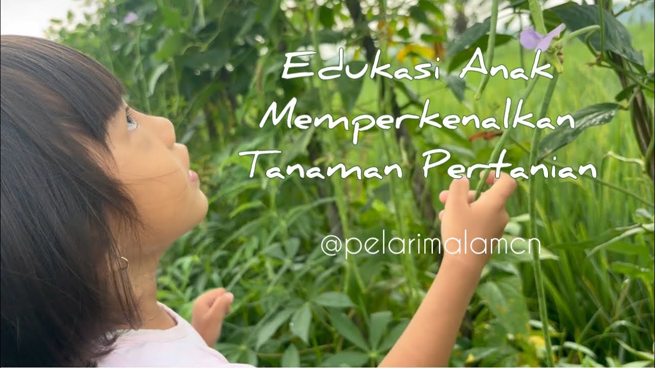 EDUKASI ANAK, Memperkenalkan tanaman pertanian #pertanian #sawahpedesaan #pedesaan #edukasi #hiburan