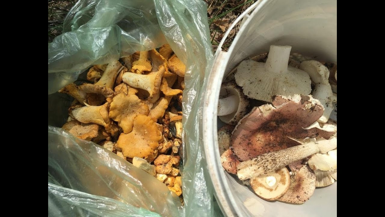 Поход в лес 17.06.2018 СЫРОЕЖКИ СЪЕДОБНЫЕ, ЛИСИЧКИ. Russula vesca, Cantharellus cibarius